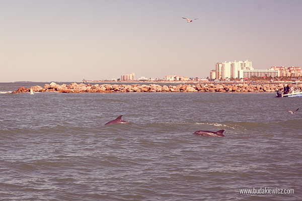 delfiny na florydzie