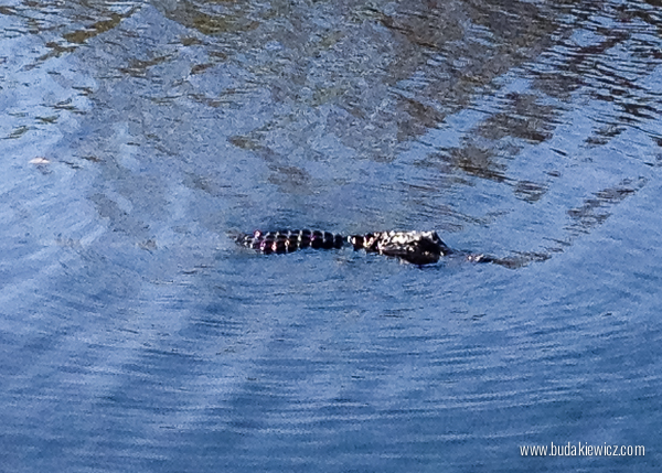 krokodyle przy Alligator Alley na Florydzie